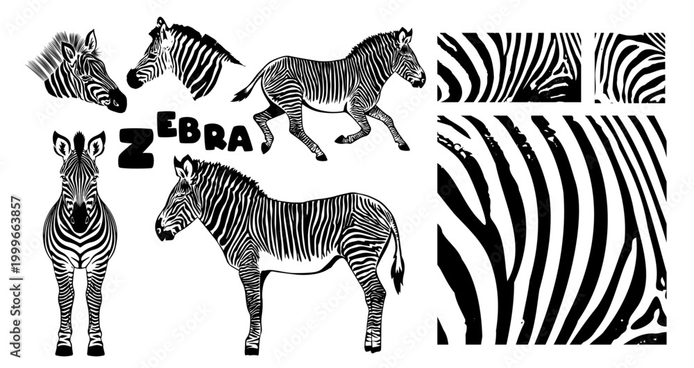 Fototapeta premium Monochrome zebra set. Hand drawn. Not AI, vector illustration.