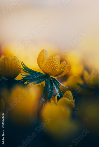 Foto Focus stacked macro photo of a single bright yellow winter aconite flower with raindrops, shallow depth of field, dreamy light, and dark teal moody background