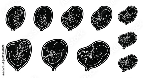 fetal development stages in silhouette high quality professional detailed modern elegant stylish clean crisp vibrant colorful digital creative innovative contemporary premium