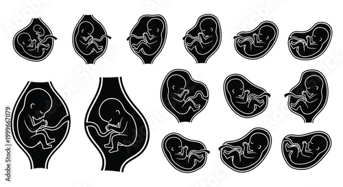 fetal development stages shown in black and white silhouette high quality professional detailed modern elegant stylish clean crisp vibrant colorful digital