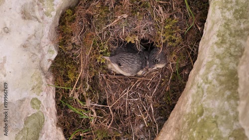 White-throated dipper nest with chicks (Cinclus cinclus). European dipper