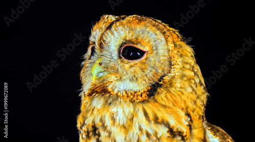 owl with golden feathers isolated on a black background