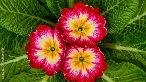 Beautiful vibrant pink and yellow primrose flowers with lush green leaves