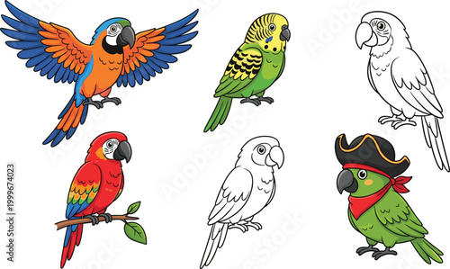 Parrot birds vector set featuring macaw, budgerigar and pirate parrot, colorful tropical animal illustrations with flying and sitting poses for wildlife design