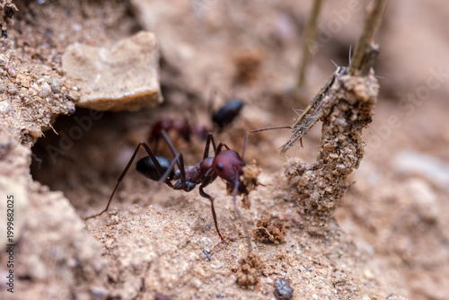 Macro worker ant carrying soil at colony entrance. Large ant working hard to move a clump of dry soil from its nest. Showcases natural industry with a shallow depth of field. Selective focus.
