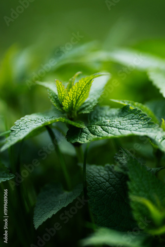 Bilde på lerret Young stinging nettle plants growing in spring, fresh green medicinal herb outdo