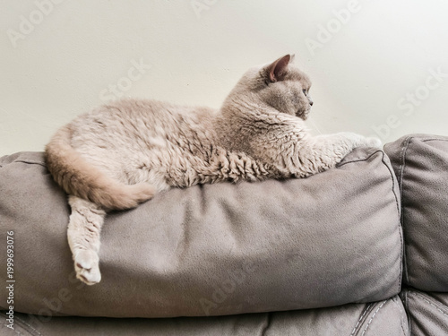 Chubby British short hair cat is resting on suede sofa. Pet has calm and bossy appearance. Indoor living home animal with it own rules and strong character. Light brown fur color.