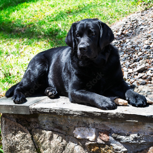 Black lab laying peacefully posing on a stone wall