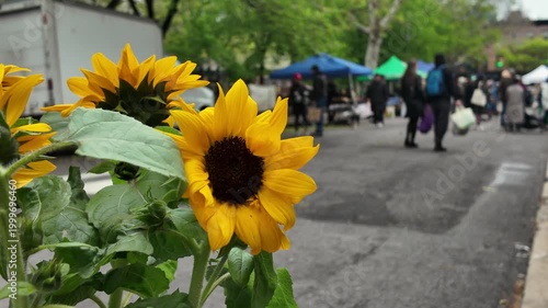 yellow flowers for sale at Brooklyn green market
