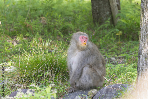 野生のニホンザル