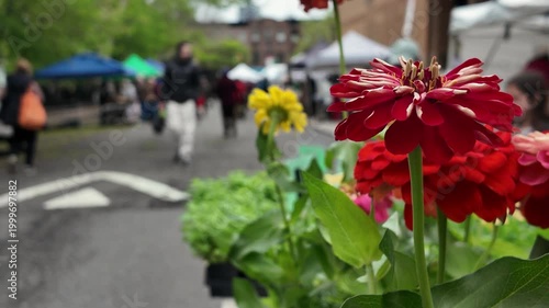 colorful flowers for sale at Brooklyn green market