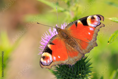 Aglais io, Peacock butterfly feeding nectar