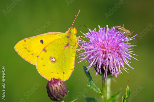 Clouded yellow butterfly, Colias croceus, feeding nectar
