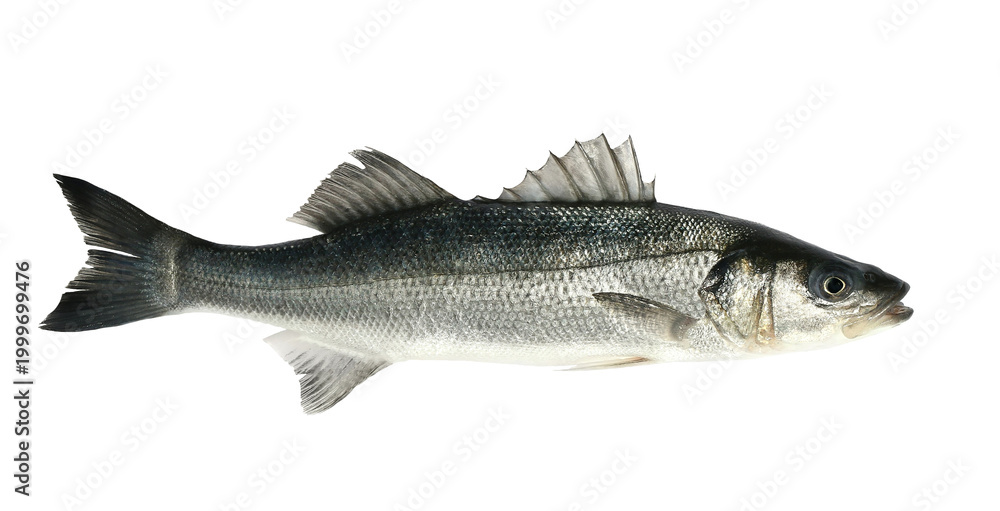 Fototapeta premium European bass, seabass, Dicentrarchus labrax, isolated on white background, clipping path