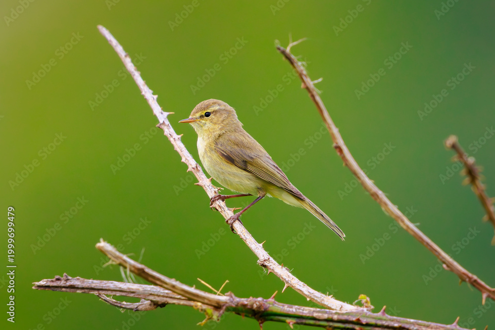 Obraz premium Common chiffchaff bird Phylloscopus collybita