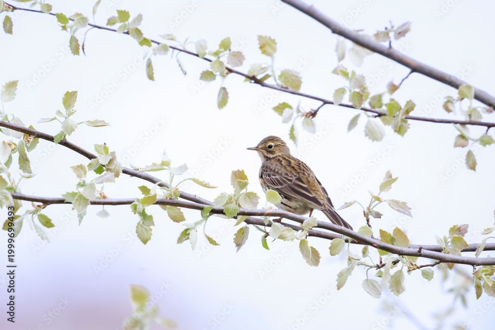 Fototapeta premium Meadow pipit, anthus pratensis, bird perched