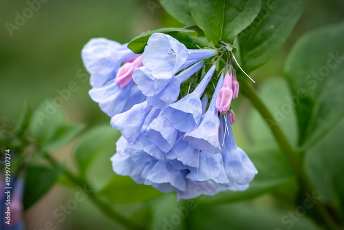 Photograph of a Virginia Blue Bell Flower in a forest in the spring
