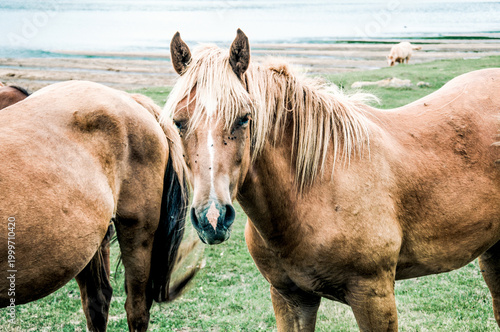 Schilderij op canvas Herd of horses grazes freely outside, horse drinks water from river