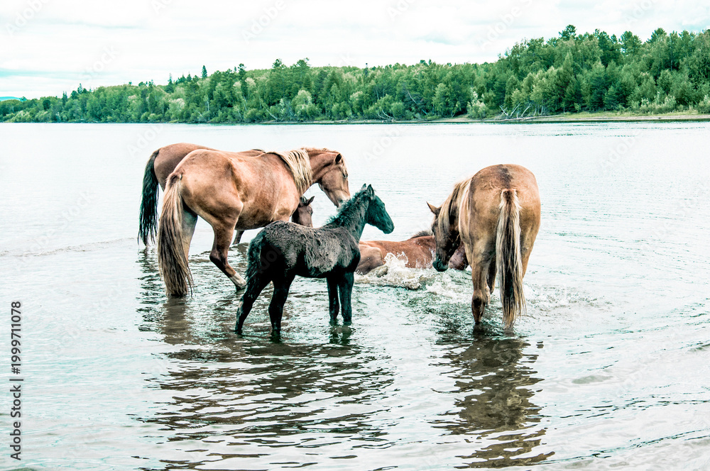 Obraz premium Herd of horses grazes freely outside, horse drinks water from river
