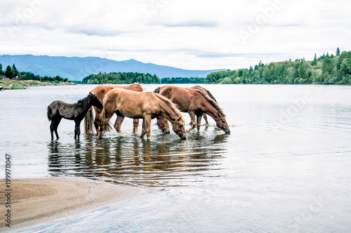 Fotografía Herd of horses grazes freely outside, horse drinks water from river