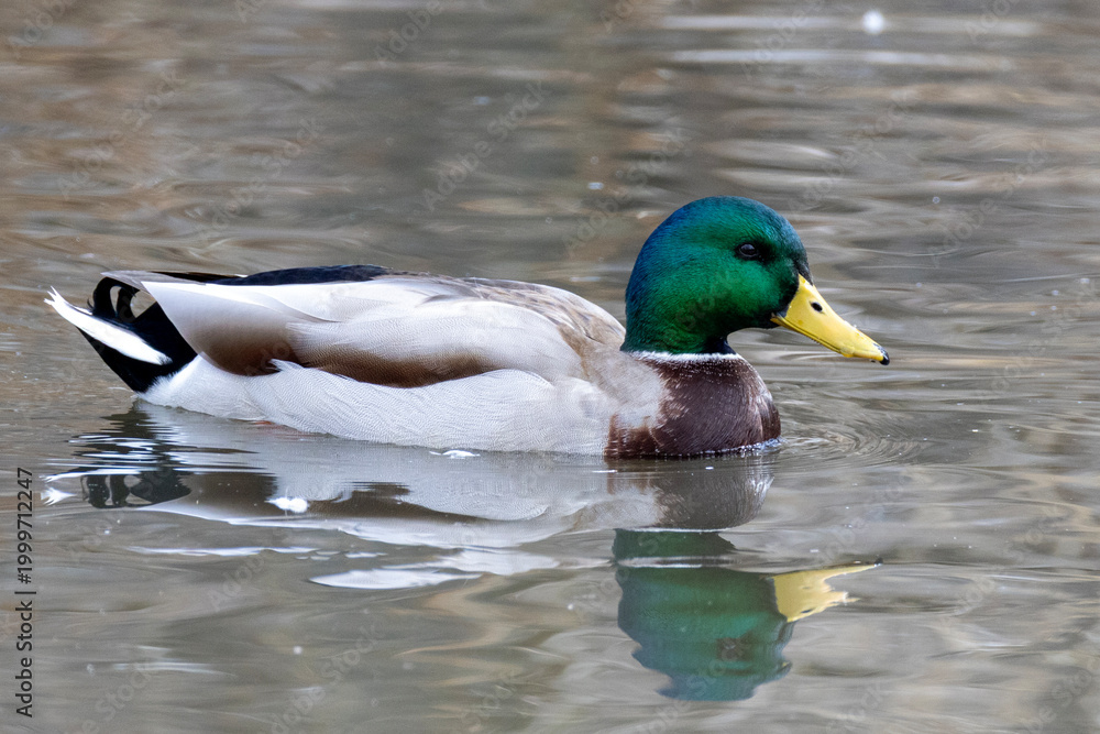 Fototapeta premium Mallard duck swimming in a pond