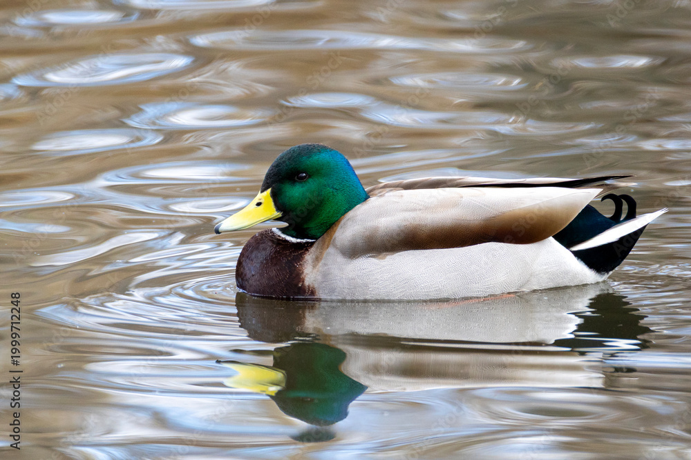 Obraz premium Mallard duck swimming in a pond