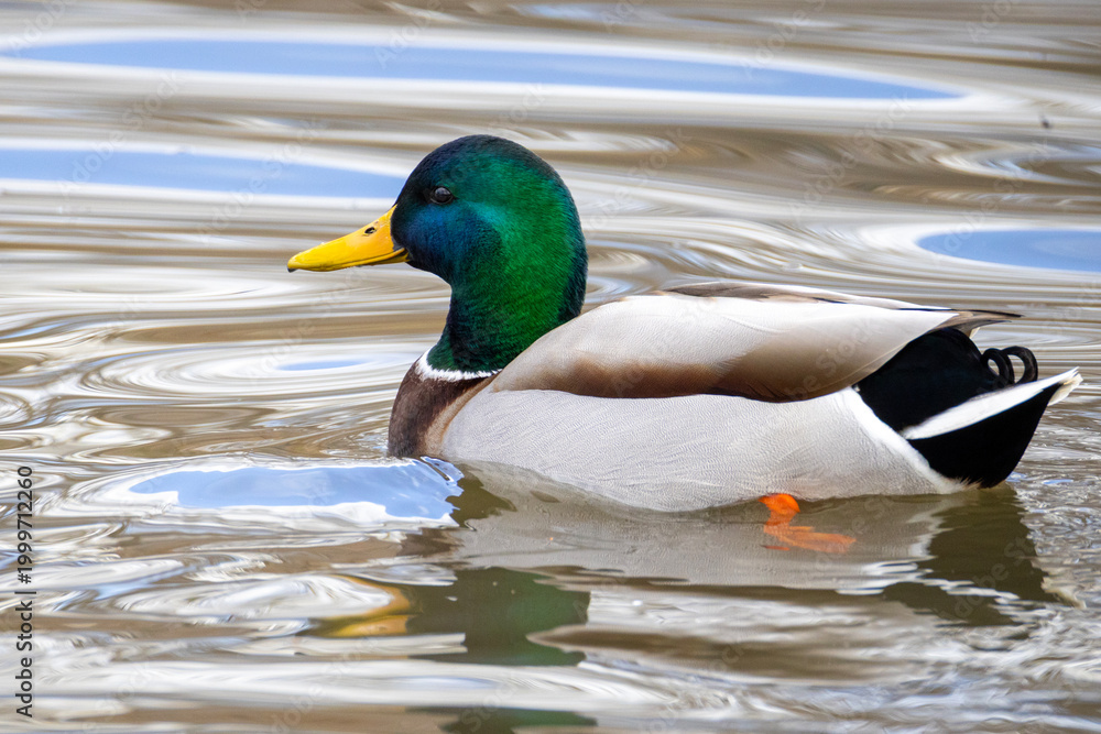 Obraz premium Mallard duck swimming in a pond