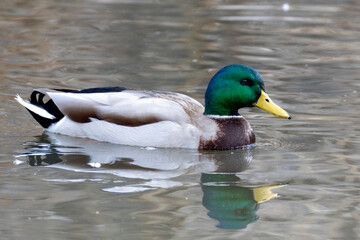 Mallard duck swimming in a pond