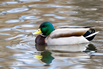 Mallard duck swimming in a pond