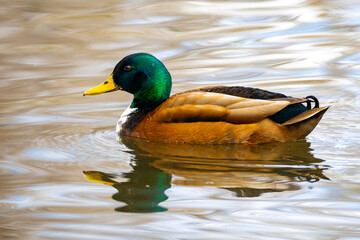 Mallard duck swimming in a pond
