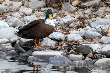 Mallard duck swimming in a pond