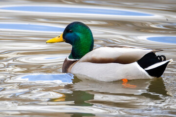 Mallard duck swimming in a pond