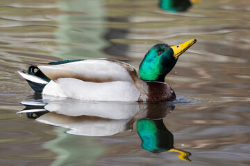 Mallard duck swimming in a pond