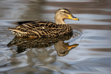 Mallard duck swimming in a pond