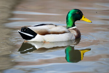 Mallard duck swimming in a pond