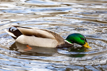 Mallard duck swimming in a pond