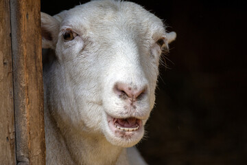 close up portrait of a white farm goat in a green meadow