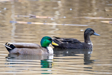 Mallard duck swimming in a pond
