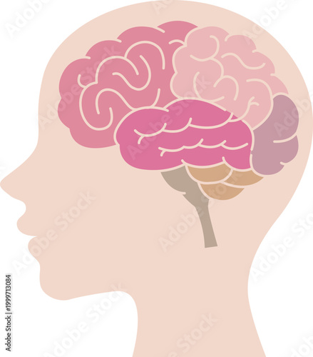 Brain anatomy side view flat illustration