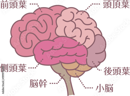 Labeled brain anatomy diagram line style