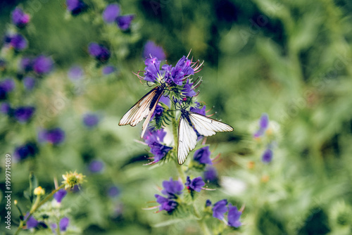 Foto Butterfly Black-veined White sit on flower collecting pollen, pollination plant