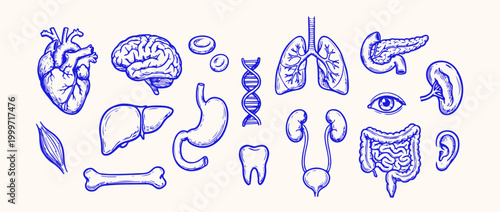 Body's Inner Realm: A detailed schematic illustration, elegantly portraying an array of human internal organs and structures in intricate detail, revealing the complex beauty within.