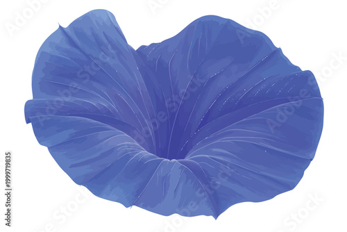 blue morning glory flower petal stock image isolated vector style