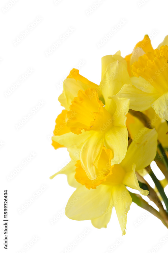 Fototapeta premium Yellow Daffodil Bouquet Isolated on White Background
