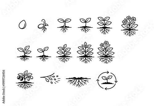 Plant life cycle. Line outline icon set of Plant life cycle: seed, germination, sprout, seedling, young plant,