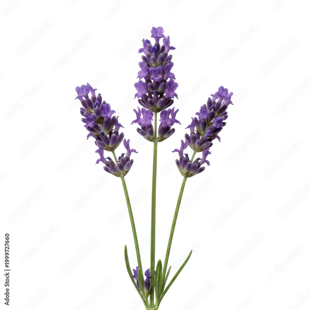Fototapeta premium Three sprigs of lavender with vibrant royal purple florets and silver green stems on a transparent background, capturing a serene botanical aesthetic