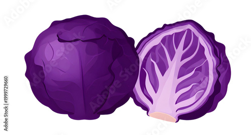 cabbage illustration, purple cabbage vegetable, fresh leafy cabbage, organic farm produce, healthy green vegetable, brassica vegetable design, natural food ingredient, vegan kitchen produce, nutritiou