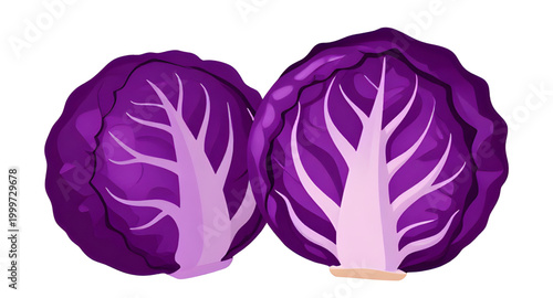cabbage, red, purple, vegetable, fresh, leafy, food, organic, healthy, farm, ingredient, natural, vegan, nutrition, garden, vector, simple