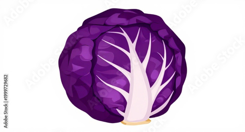 cabbage, red, purple, vegetable, fresh, leafy, food, organic, healthy, farm, ingredient, natural, vegan, nutrition, garden, vector, simple