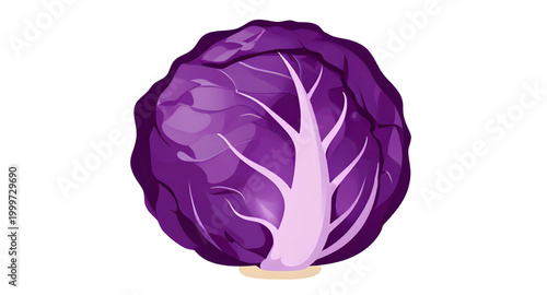 purple cabbage vegetable, fresh leafy cabbage, organic farm produce, healthy green vegetable, brassica vegetable design, natural food ingredient, vegan kitchen produce, nutritious leafy crop, fresh ma